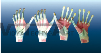 The dissection model of handpiece